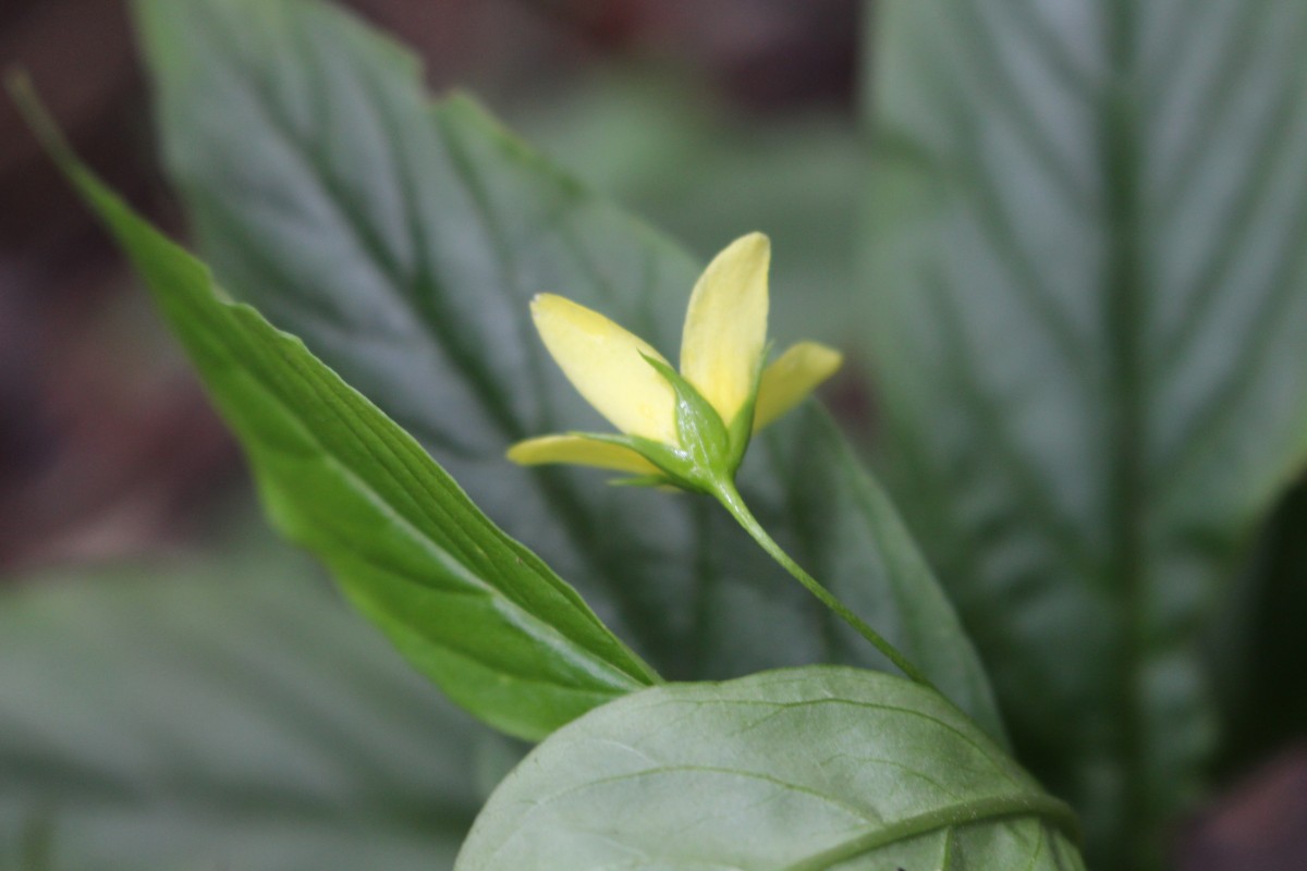 Lysimachia laxa Baudo